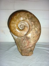 Belle ammonite fossile 1,6kg