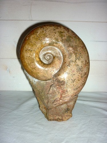 Belle ammonite fossile - , 1,6kg