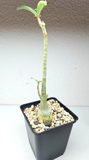 Adenium swazicum live - adenium,