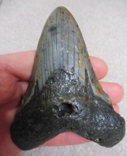 Grand Megalodon Dent - 10.7cm