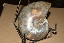 ammonite Phylloceras