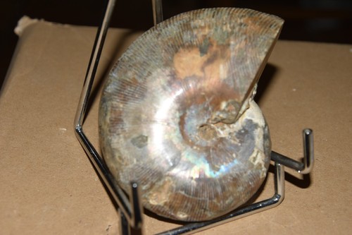 Ammonite phylloceras - ammonite,