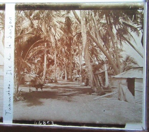 Rare iles tuamotu - rare,