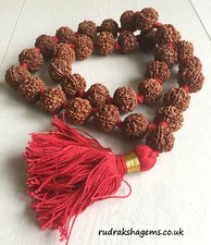 7 Sept Mukhi Rudraksha Kantha