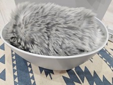 CASIO Moflin Interactive Robot