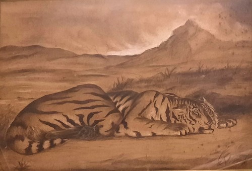 Anonyme tigre repos grd - au,