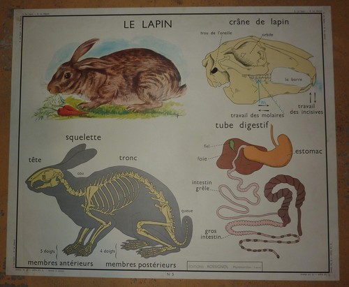 Carte affiche scolaire