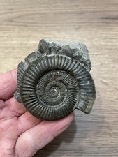 ammonite origine Angleterre dimension de l'ammonite 6X5  cm