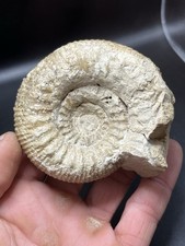 3.14" / 8 cm - Ammonite