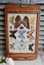 ANCIEN PLATEAU EN BOIS MARQUETERIE PAPILLON AFRIQUE VINTAGE