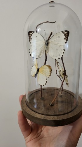 Cloche papillons mylothris - cloche,