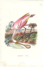  GRAVURE  Oiseau #4 SPATULE ROSE Ornithologie Bird Vogel Engraving