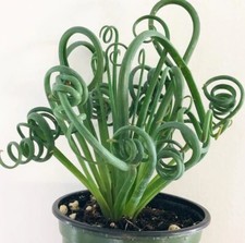 Succulent albuca spiralis - albuca, ~