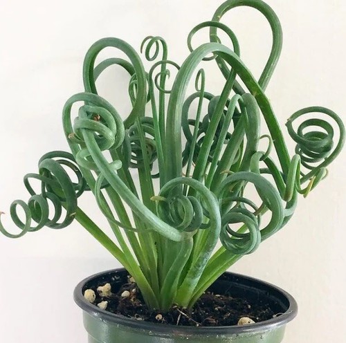 Succulent albuca spiralis - ~,
