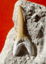 DENT DE REQUIN FOSSILE DU CRÉTACÉ DU MAROC , SCAPANORHYNCHUS