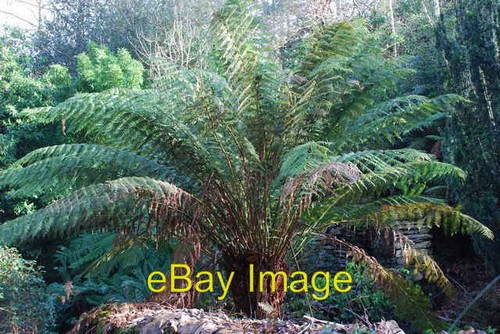 Photo 6x4 rhedynen dicksonia - 6x4,