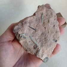 Plaque De Belemnite, Fossiles France