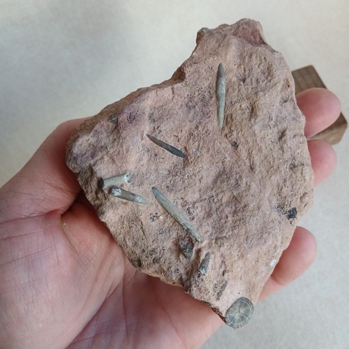 Plaque belemnite fossiles - de,