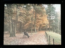 Autochrome 9x12. Homme dans un