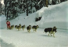 CPA AK Husky DOG (1178322)