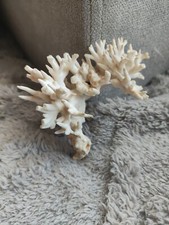 Arbre Corail Blanc Magnifique