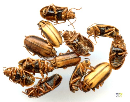 Chrysomelidae lot 10 pcs - chrysomelidae,