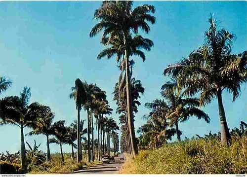 Carte postale guadeloupe - -,