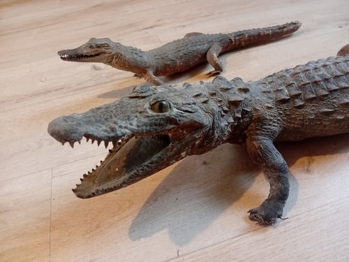 Crocodiles naturalisés - 2,