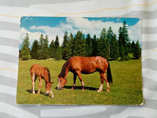 Carte Postale -  Cheval Au Pâturage du Jura
