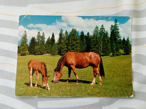 Carte postale cheval - carte,