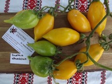 Tomate dorée des Canaris - Zolotaia Kanareika - 5+ graines - JAUNE et DOUCE !...