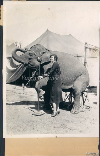 1931 chicago circus elephant - circus,