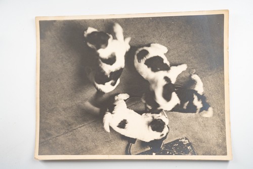 Photo argentique france - photo, chiot