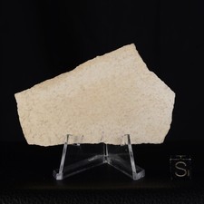 Coquille d'œuf Aepyornis