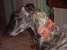 Collier pour chien, lévrier