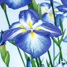 Iris Rhizome Plante Fleurs
