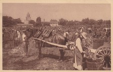 ILE SAINT HONORAT 06 - Abbaye de LERINS - La vendange - Gros plan animé