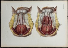 1866 - Périnée masculin -