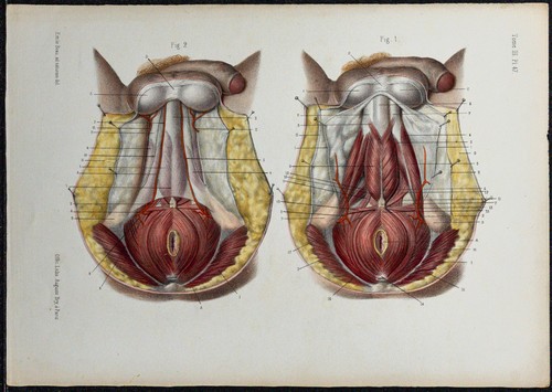 1866 périnée masculin - 1866,