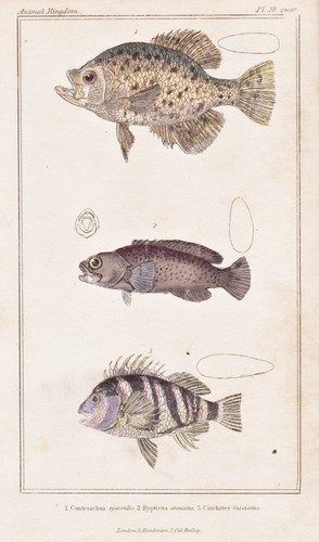 Poissons sparidés - poissons,