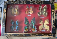 Cabinet De Curiosité -