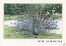 7 PEAUGRES SAFARI DE PEAUGRES