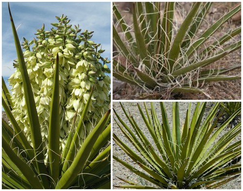 Graines yucca schidigera - 30,