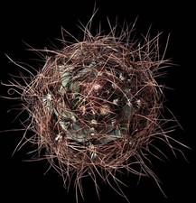 Astrophytum capricorne var