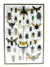 Insectes 3D - exotiques réel