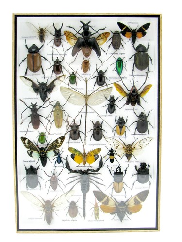 Insectes exotiques réel - insectes,