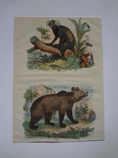 Ancienne gravure Ours brun & singe ouistiti  - old engraving  bear & marmoset