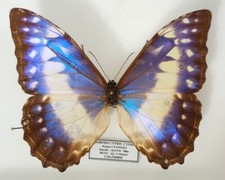 Morpho Cypris Cypris ssp