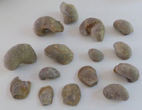 Lot fossiles huîtres - de,