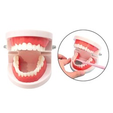 Dentaire Étude Teach Adulte